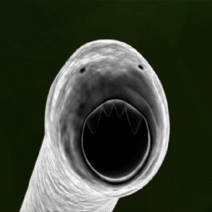 40-Day Harmful Organism Parasite Cleanse