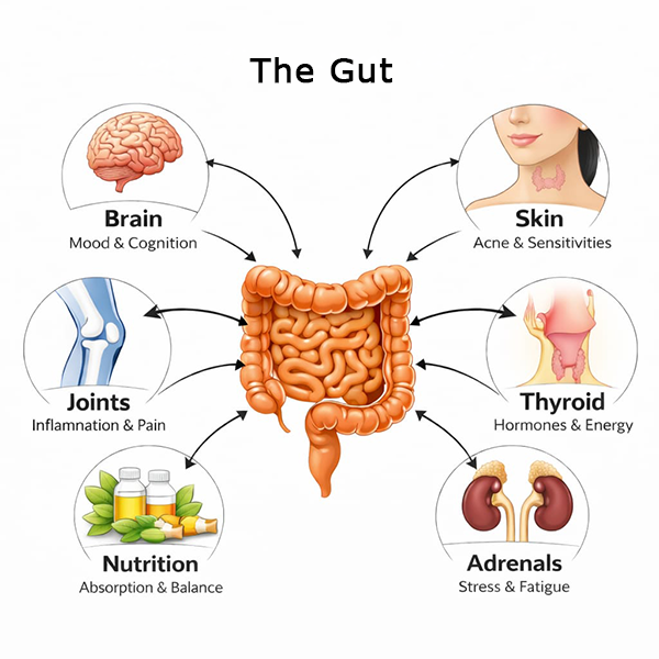 All Health Begins In The Gut